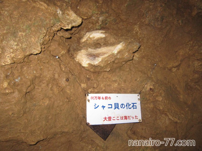 【石垣島鍾乳洞】シャコガイの化石