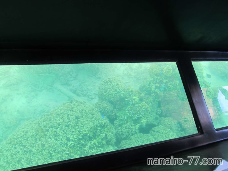川平湾のグラスボートで会える海の生物